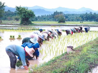 reisfeld in thailand